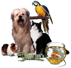 Pet - Jucării și Accesorii