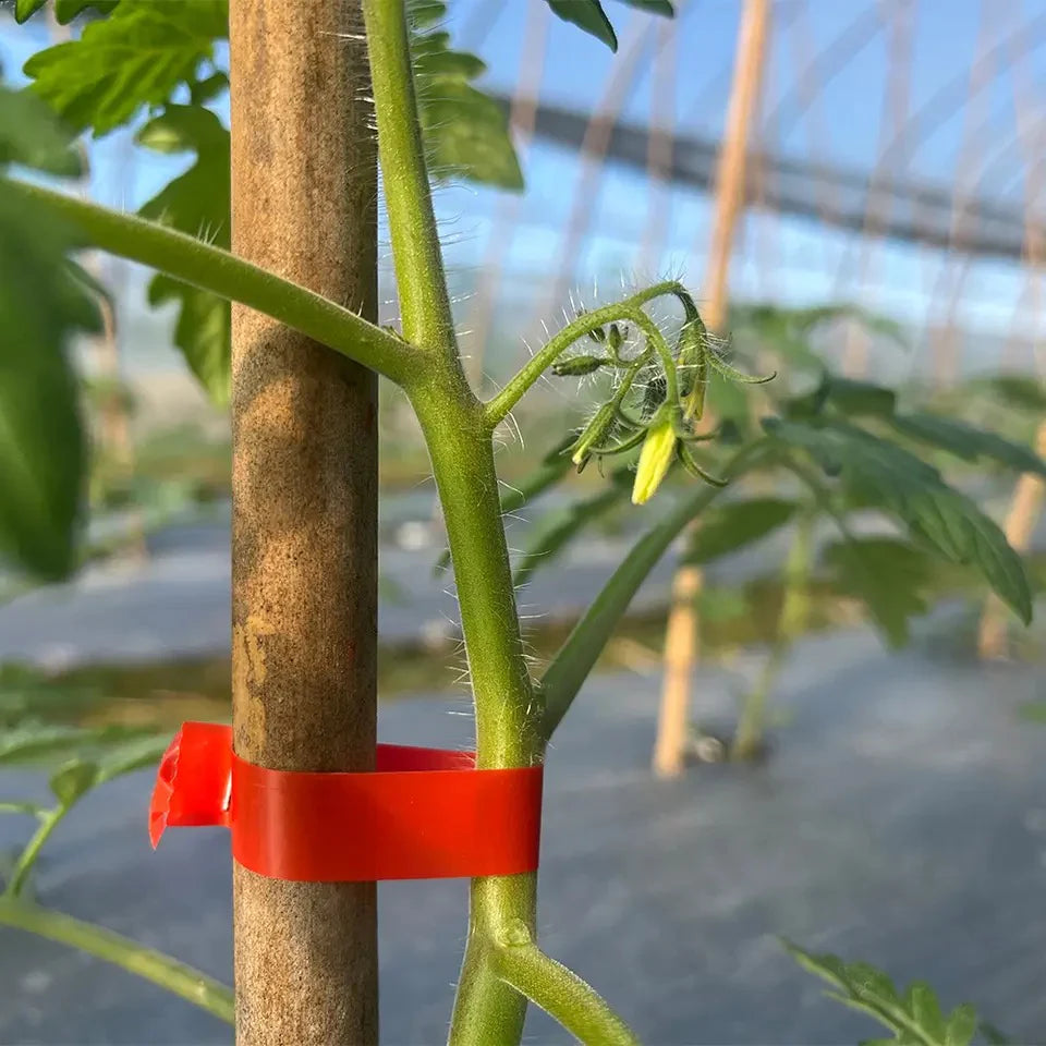 Aparat Legat Vita de Vie, Legume, Pomi Fructiferi.
