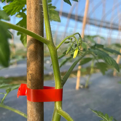 Aparat Legat Vita de Vie, Legume, Pomi Fructiferi.